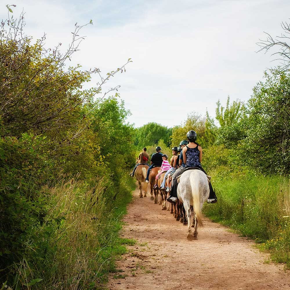 Adults-riding-lessons-square-6c0a4d6fc2618563060d74fd284bb6c9-b1ij5nszm8hl